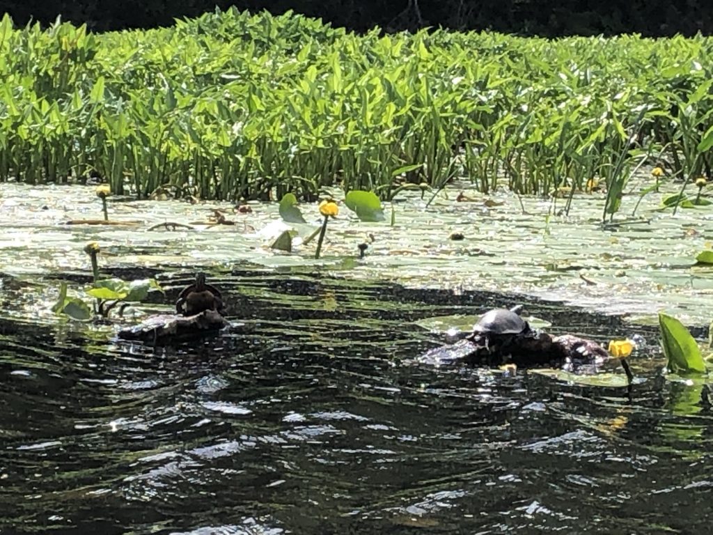 turtles at bashakill marsh