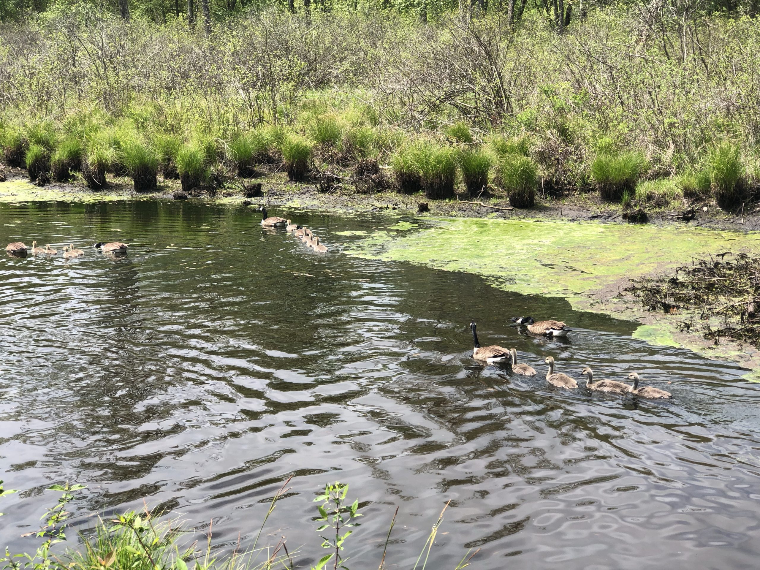 geese at canal Wurtsboro NY