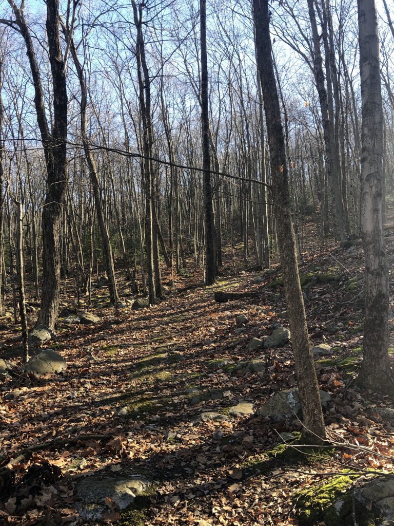 hiking through huckleberry forest lenape ridge and port jervis 18