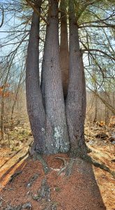 Pictures from the NYNJYC Long Path Section 12