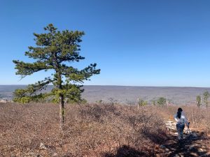 Pictures from the NYNJYC Long Path Section 13