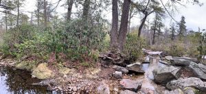 Pictures from the NYNJYC Long Path Section 14