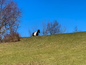 Pictures from the NYNJYC Long Path Section 15