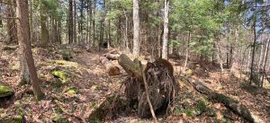 Pictures from the NYNJYC Long Path Section 16