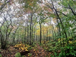 Pictures from the NYNJYC Long Path Section 17