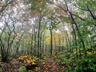 Long Path Section 17 Pictures