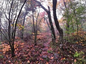 Pictures from the NYNJYC Long Path Section 17