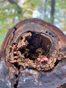 Pictures from the NYNJYC Long Path Section 17