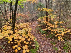 Pictures from the NYNJYC Long Path Section 17