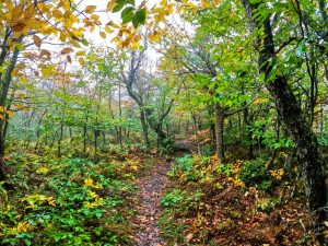 Pictures from the NYNJYC Long Path Section 17