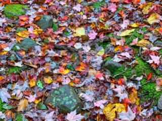 Long Path Trail Section 17 Images