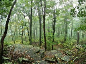 Pictures from the NYNJYC Long Path Section 17