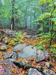 Pictures from the NYNJYC Long Path Section 17