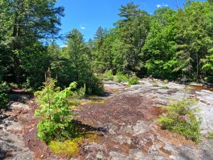 Pictures on the hiking mossy glen trail
