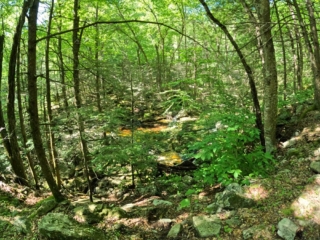 Stony Kill Falls Trail June 2022