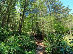 Pictures on the hiking mossy glen trail