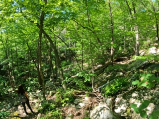 Shawangunk State Forest