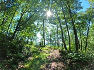 shawangunk ridge trail roosa gap forest image 45