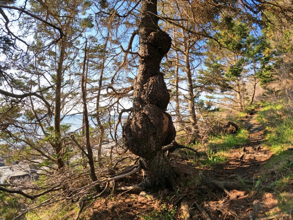 Monhegan Island Hike