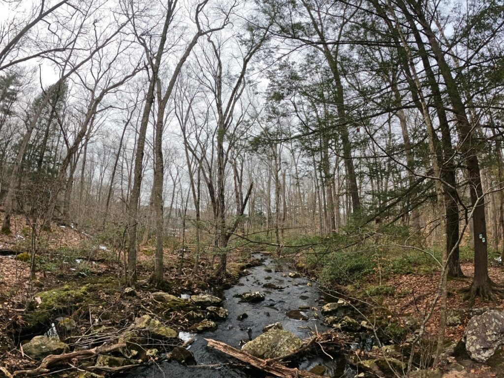 Stokes State Forest Hike Stokes State Forest Trail
